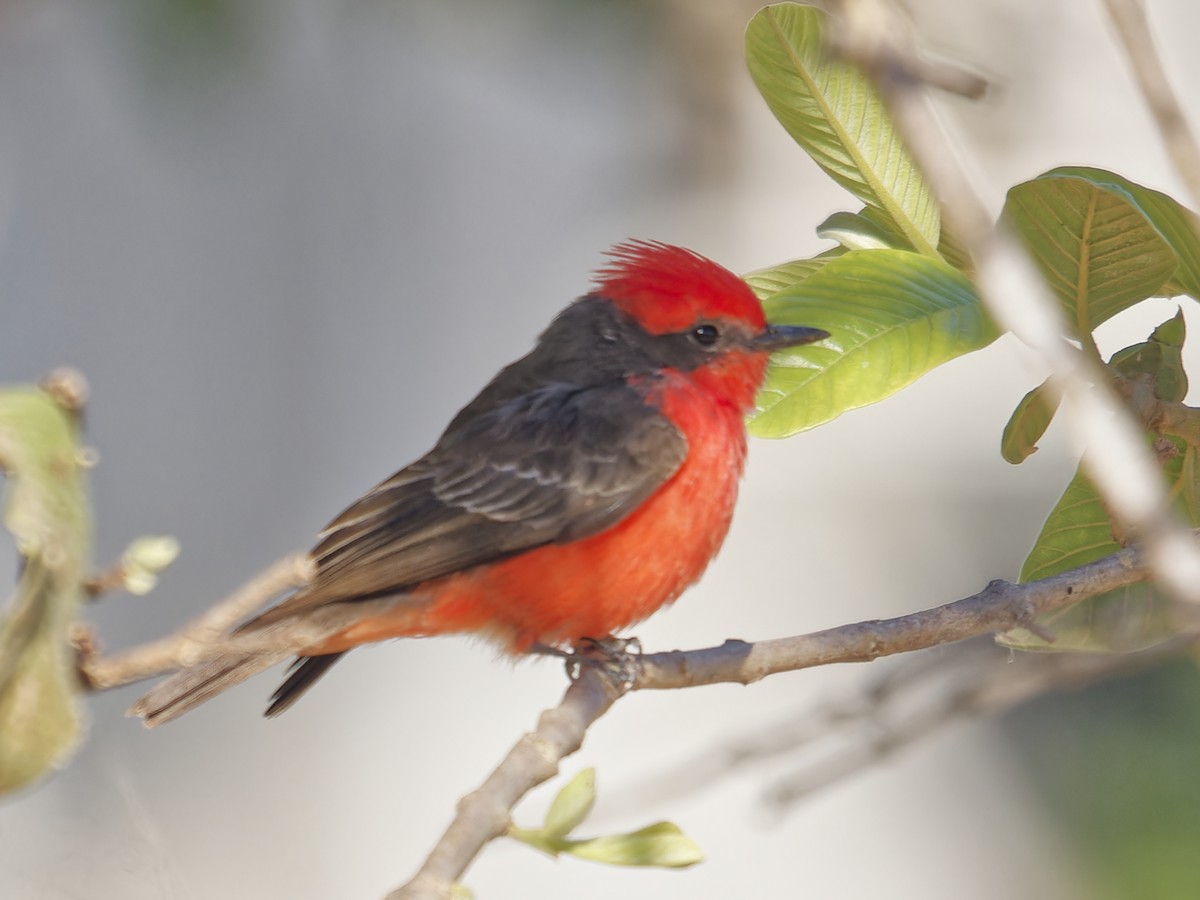 Vermilion Flycatcher - ML642855215