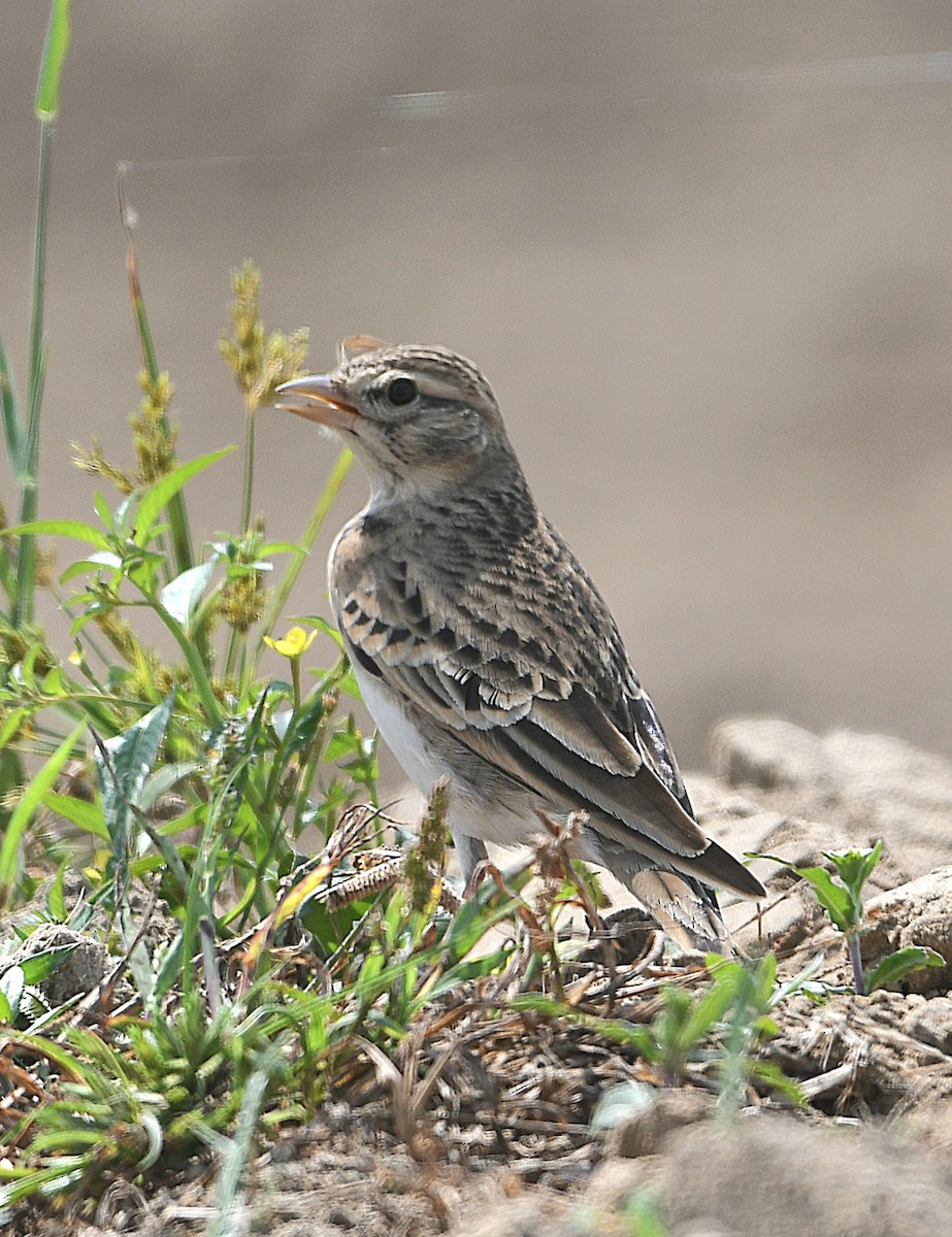 Greater Short-toed Lark - ML642855217