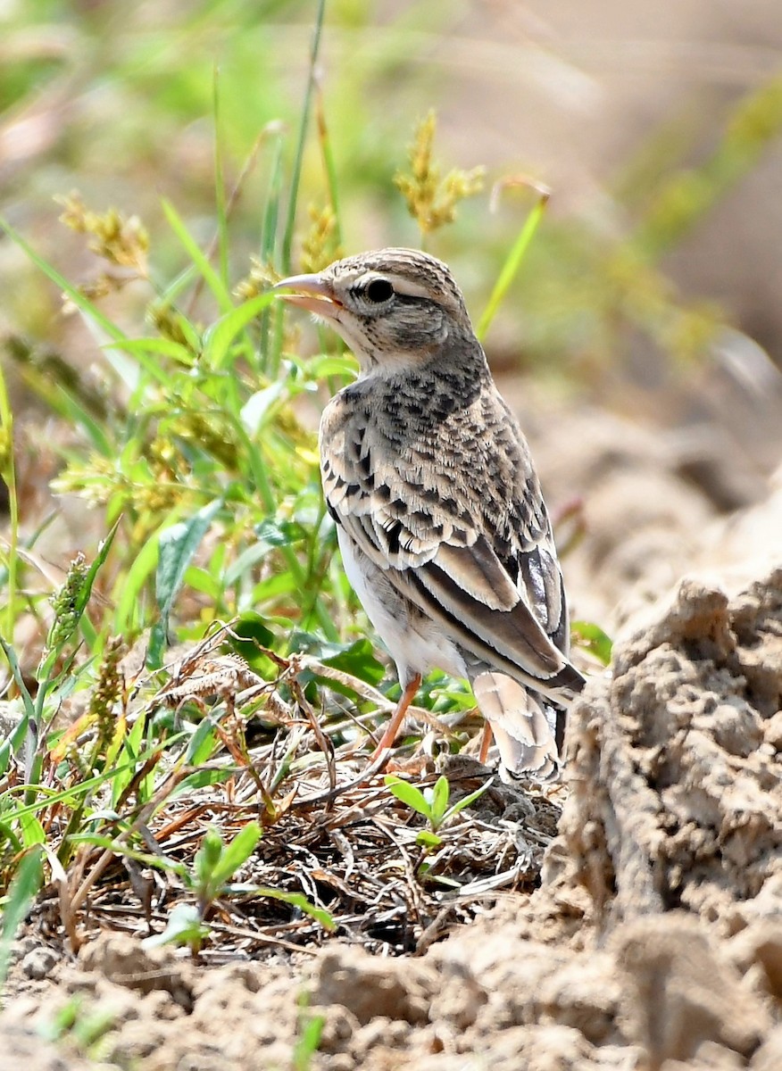 Greater Short-toed Lark - ML642855221