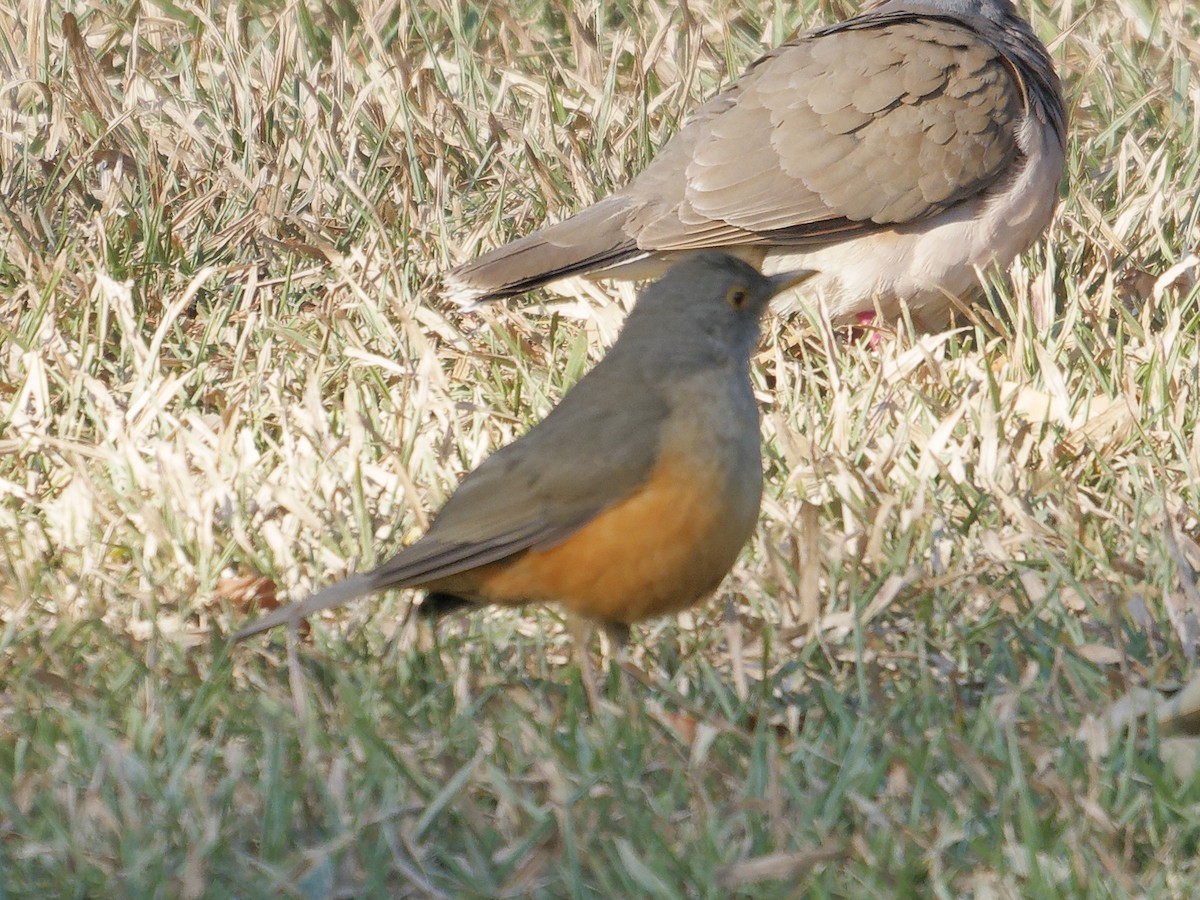 Rufous-bellied Thrush - ML642855223