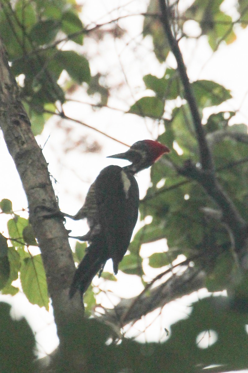 Lineated Woodpecker - ML642855227