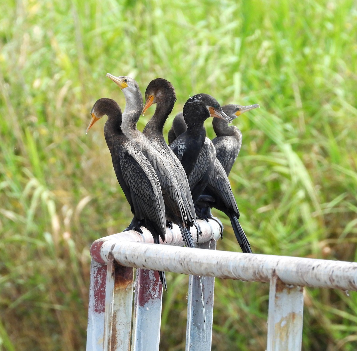Neotropic Cormorant - ML642855234