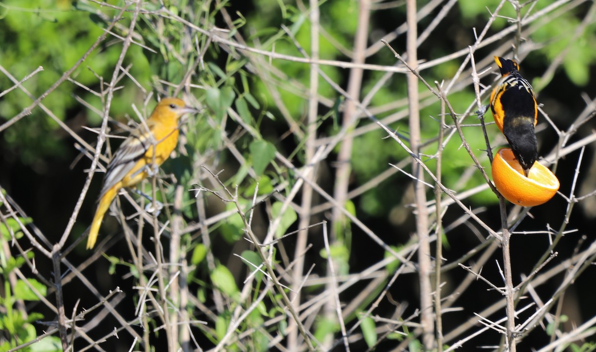 Baltimore Oriole - ML642855235