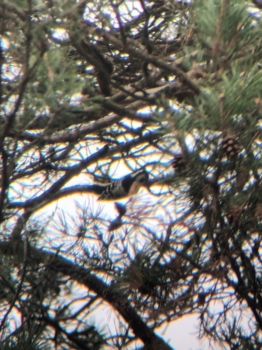 Lesser Spotted Woodpecker - ML642855237
