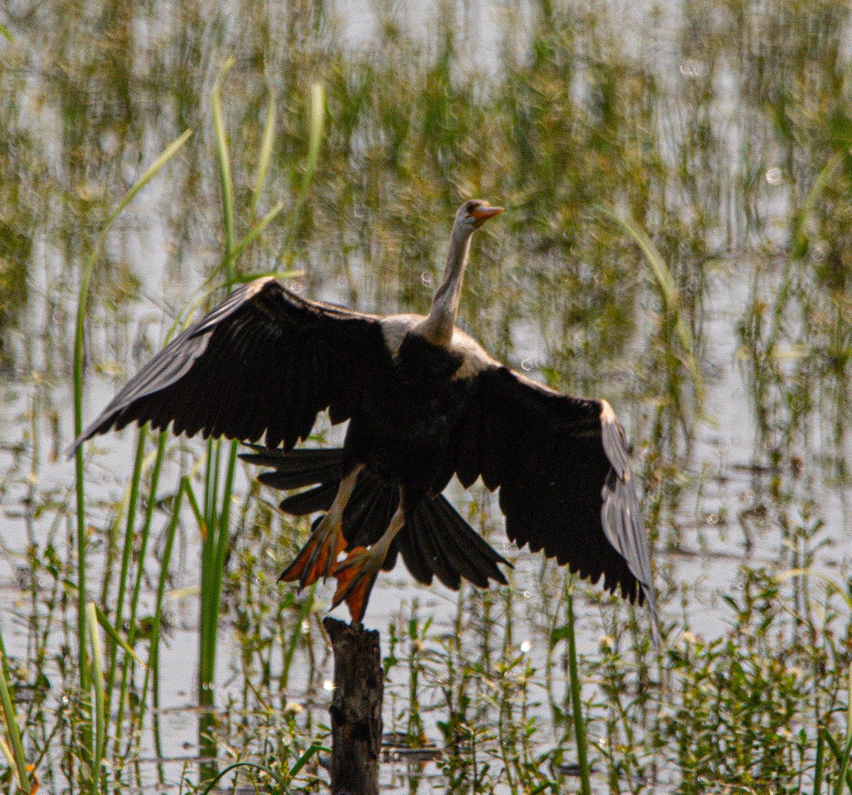 Oriental Darter - ML642855239