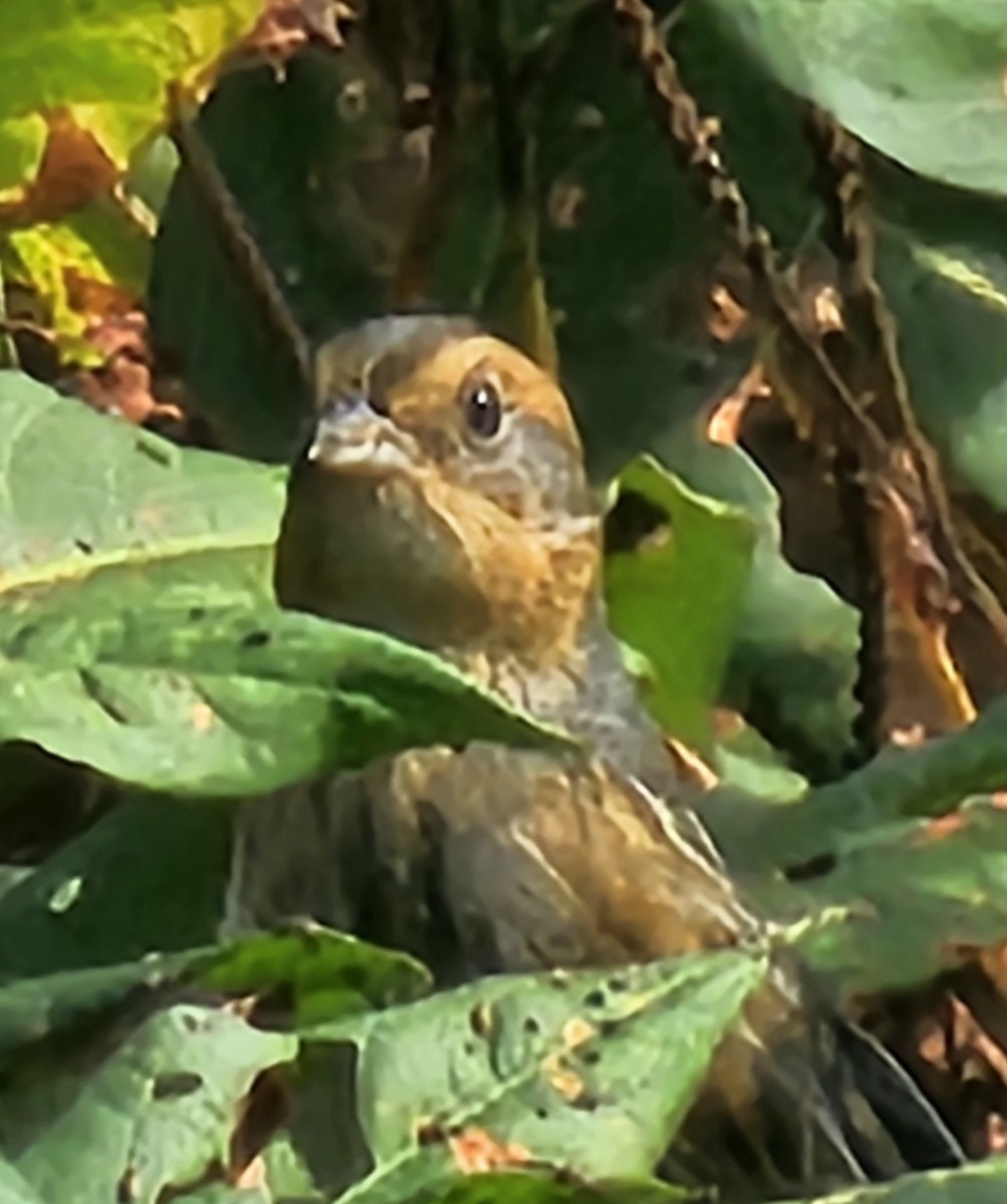 Nelson's Sparrow - ML642855242