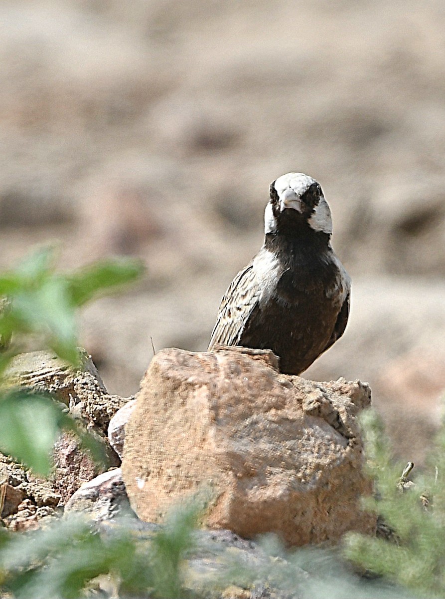 Ashy-crowned Sparrow-Lark - ML642855244
