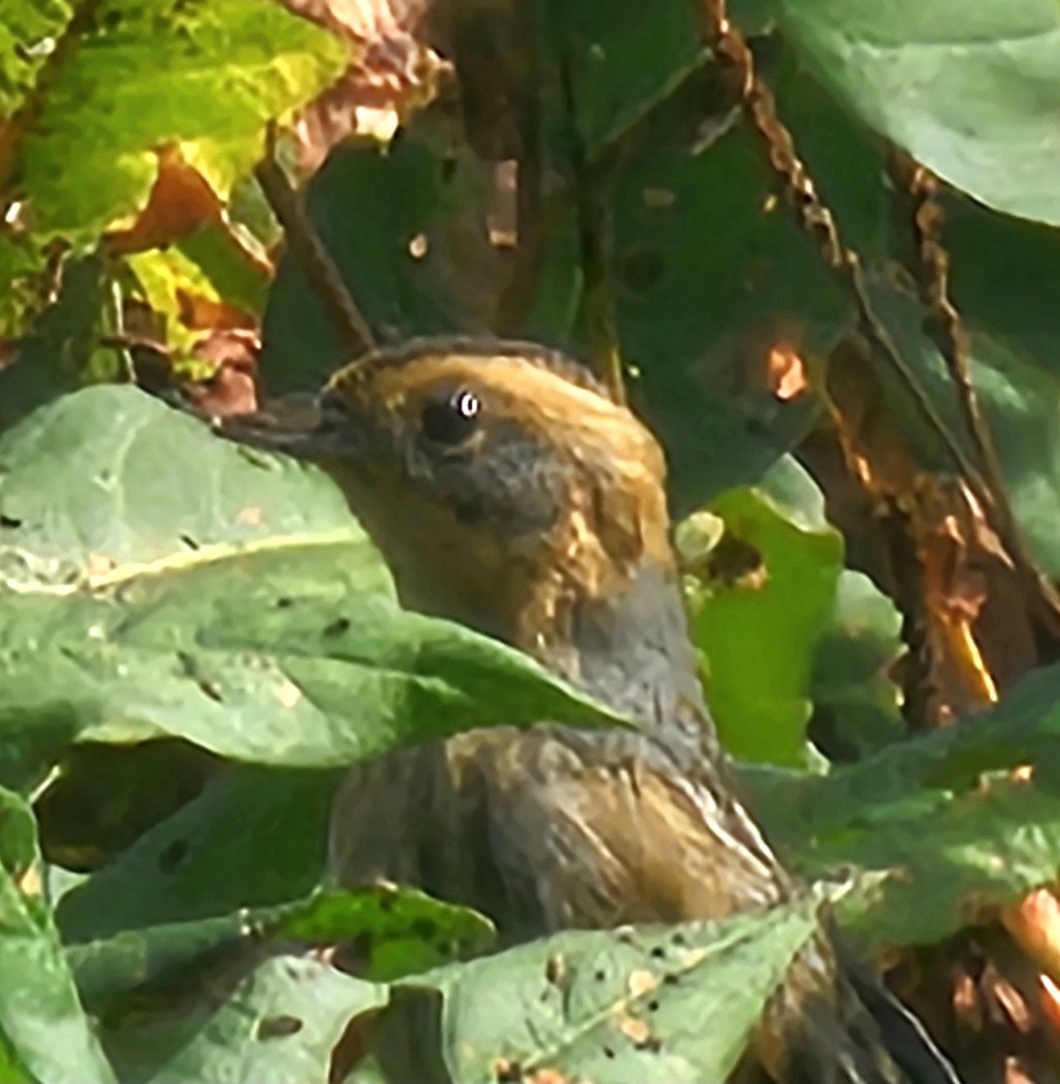 Nelson's Sparrow - ML642855245