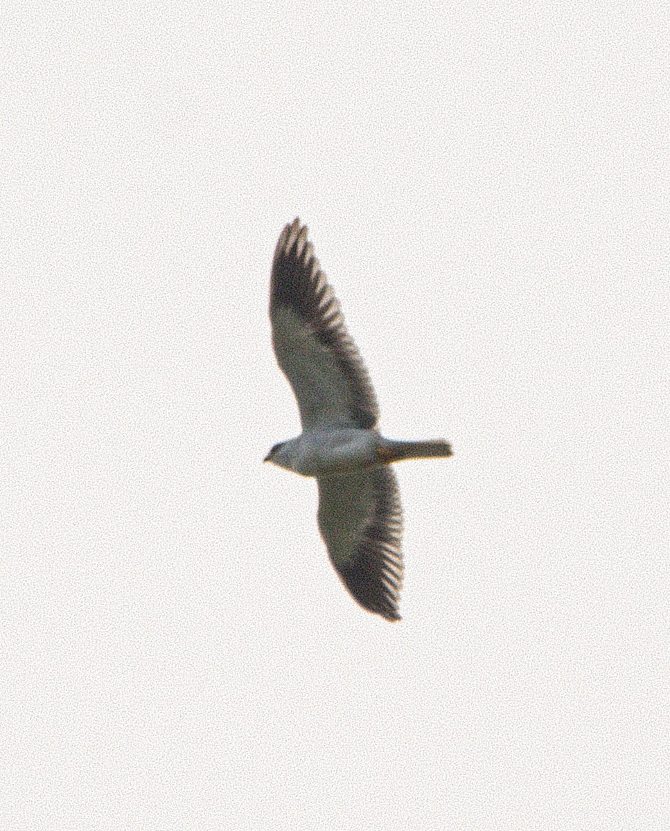 Black-winged Kite - ML642855248
