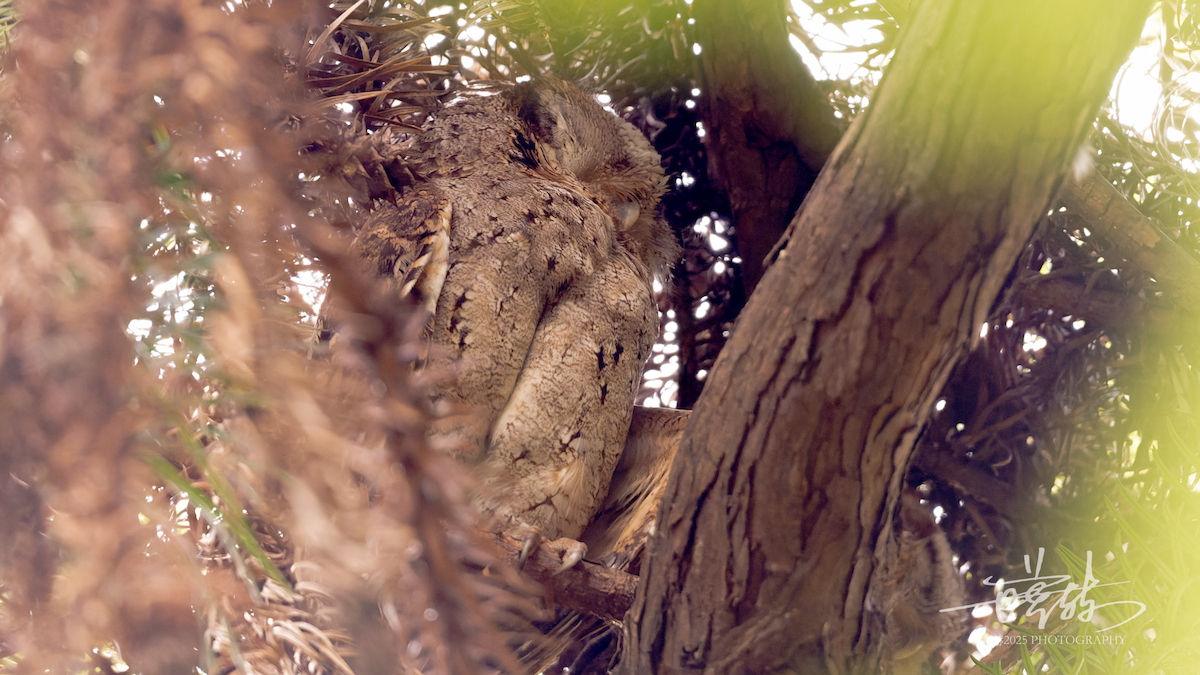 Collared Scops-Owl - ML642855251