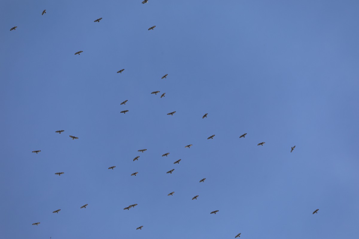 Broad-winged Hawk - ML642855261