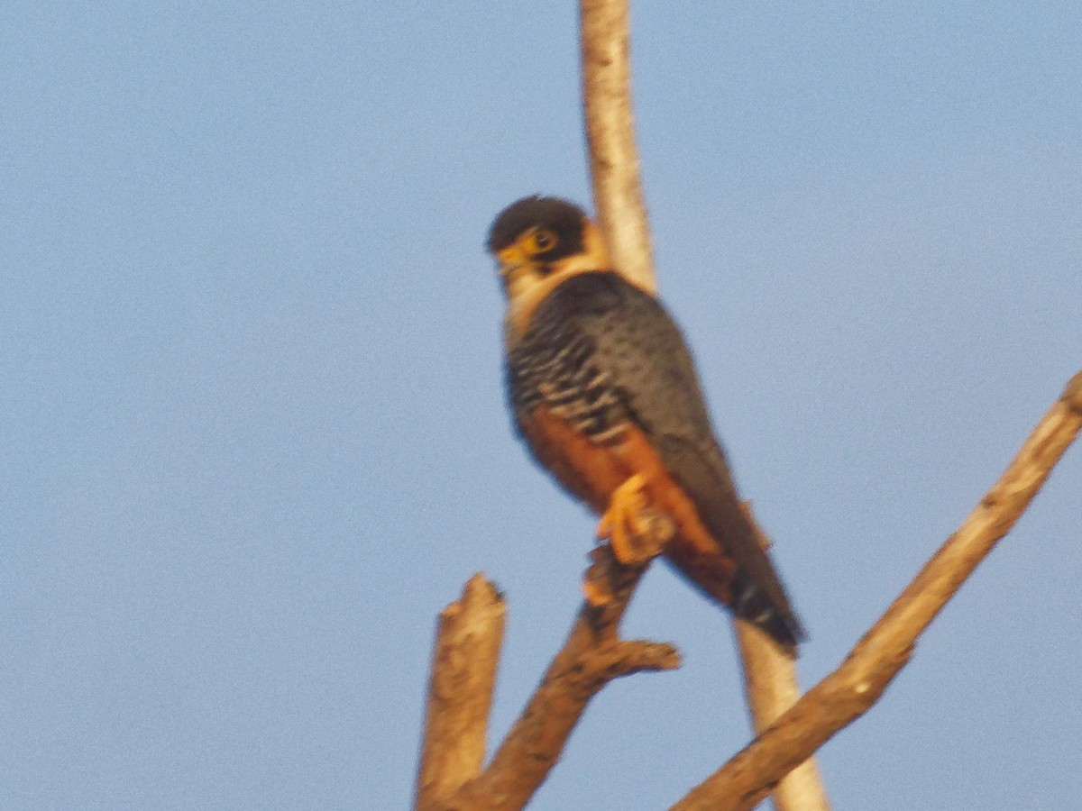 Bat Falcon - ML642855263