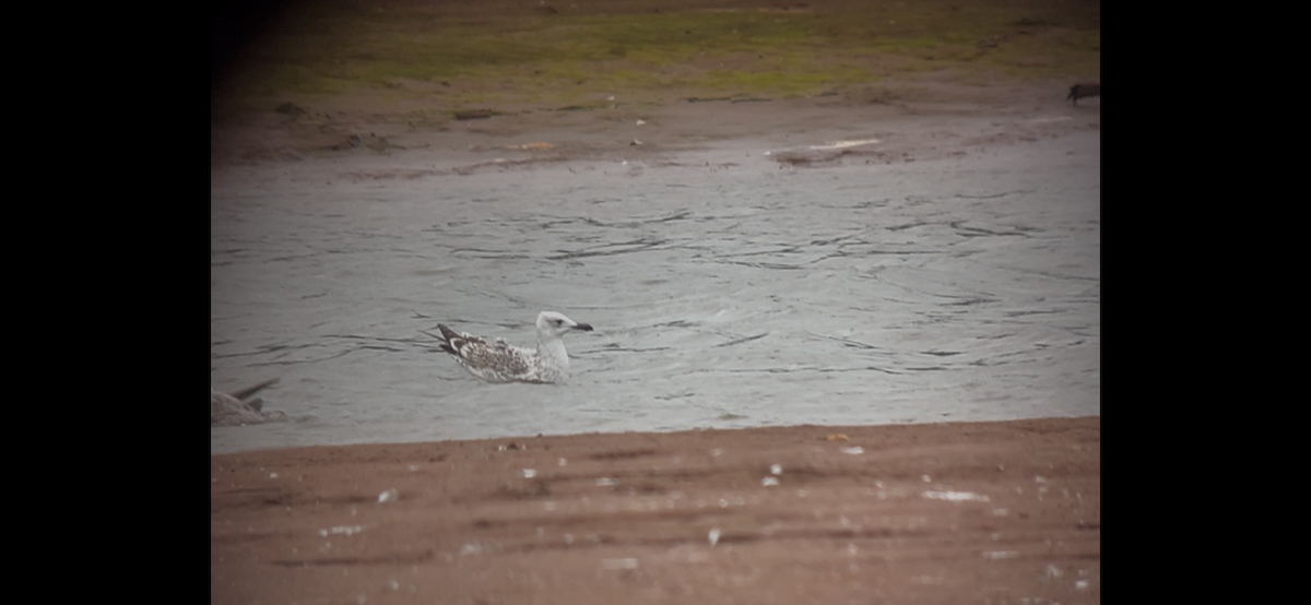 Caspian Gull - ML642855275