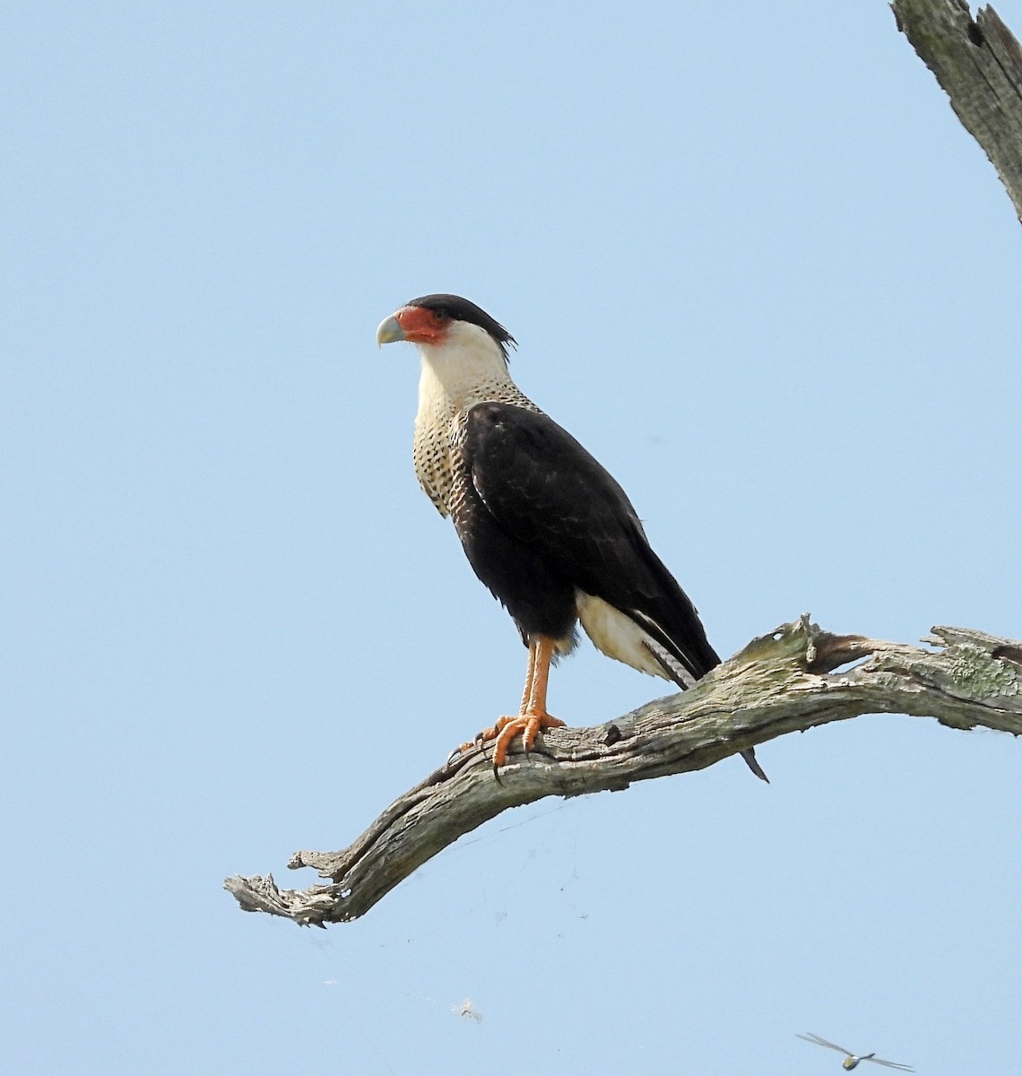 Crested Caracara - ML642855276
