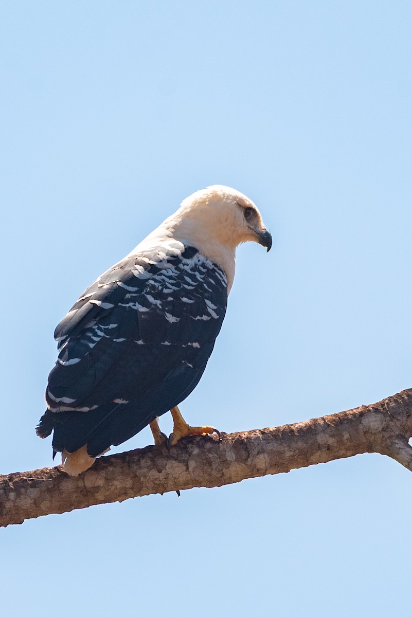 White Hawk - ML642855286