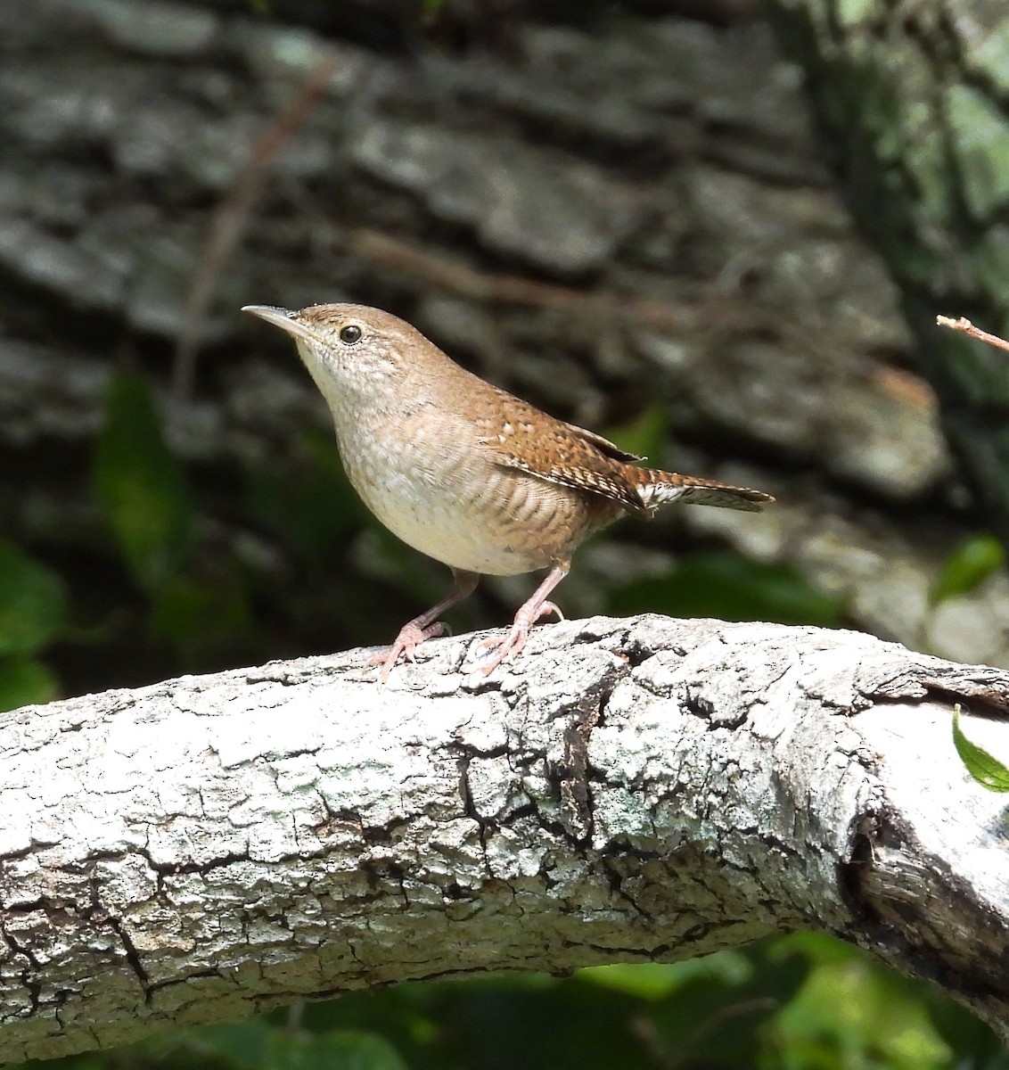 Northern House Wren - ML642855288