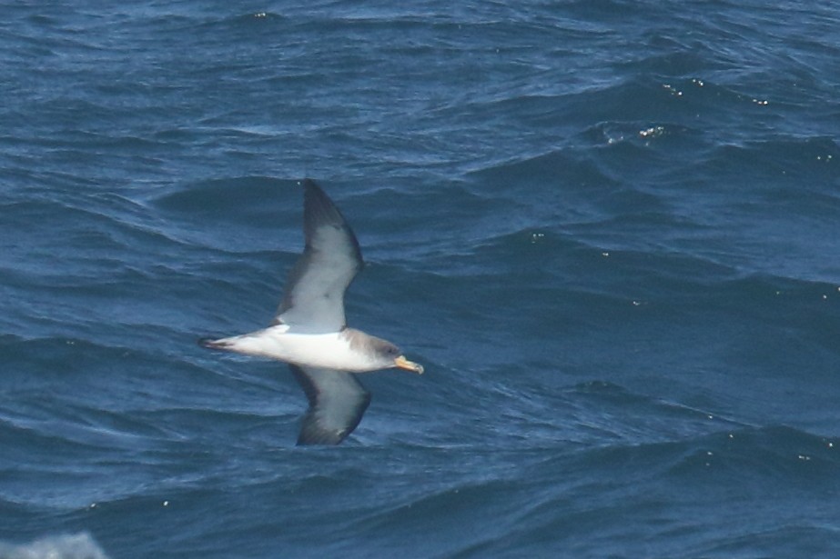 Cory's Shearwater - ML642855289