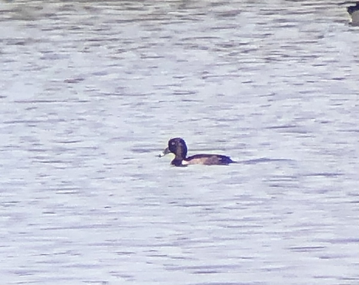 Ring-necked Duck - ML642855294