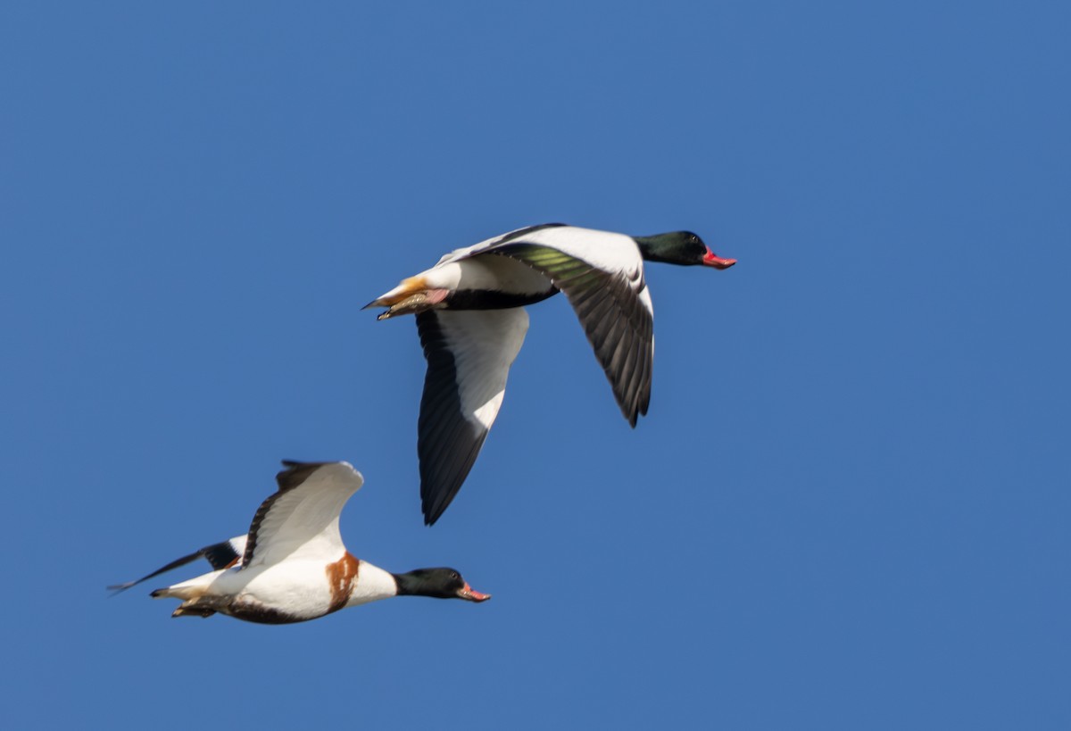 Common Shelduck - ML642855298