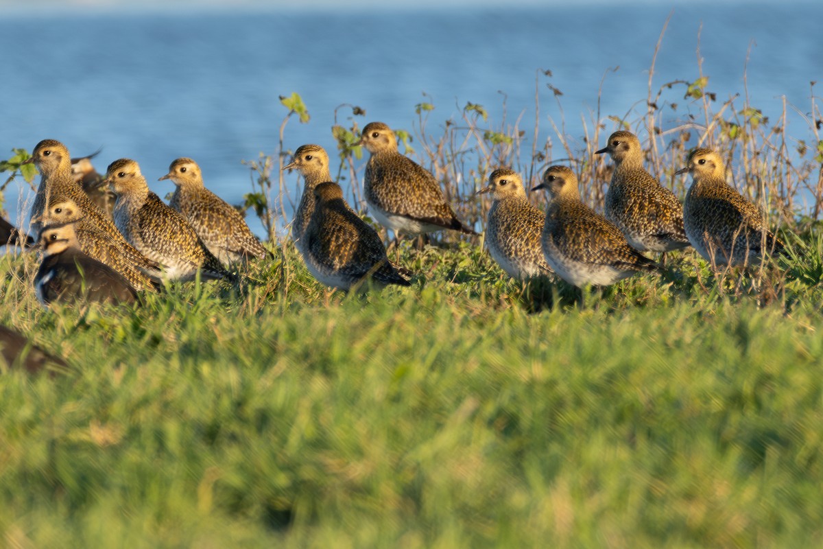 European Golden-Plover - ML642855304