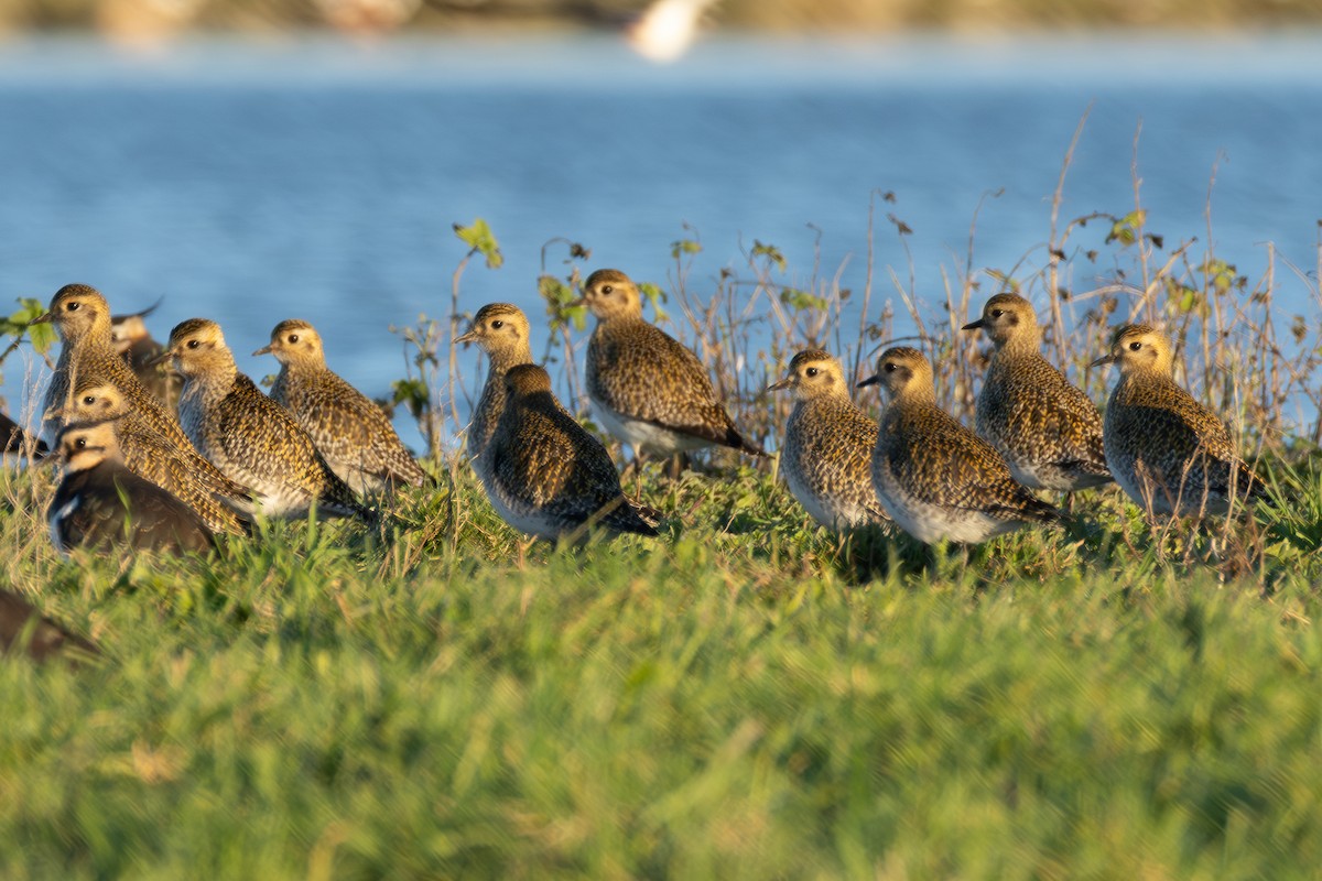 European Golden-Plover - ML642855307