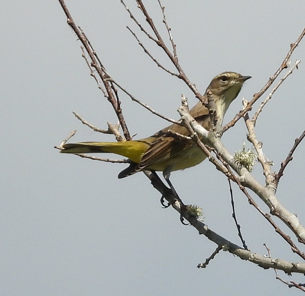 Palmiye Ötleğeni - ML642855311