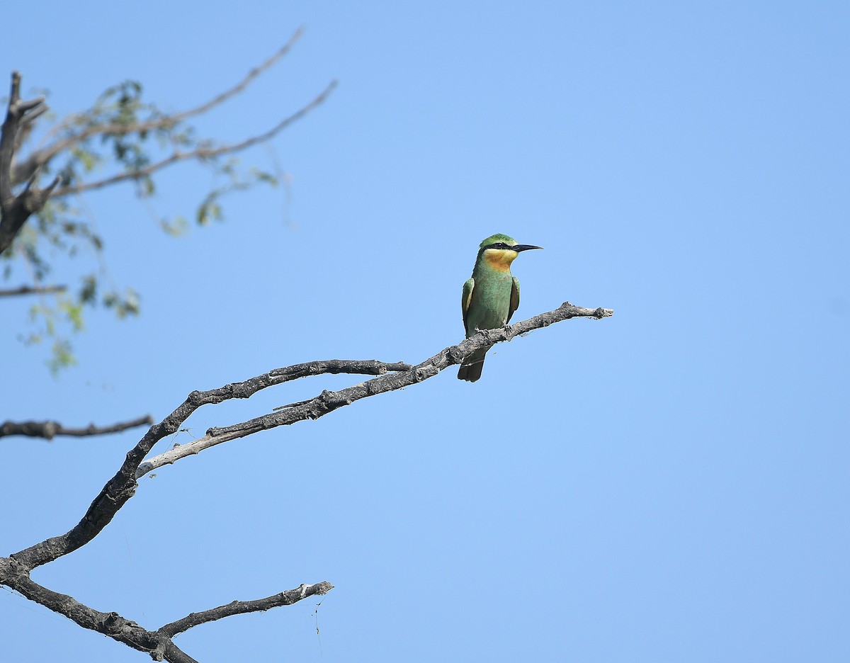 Blue-cheeked Bee-eater - ML642855312