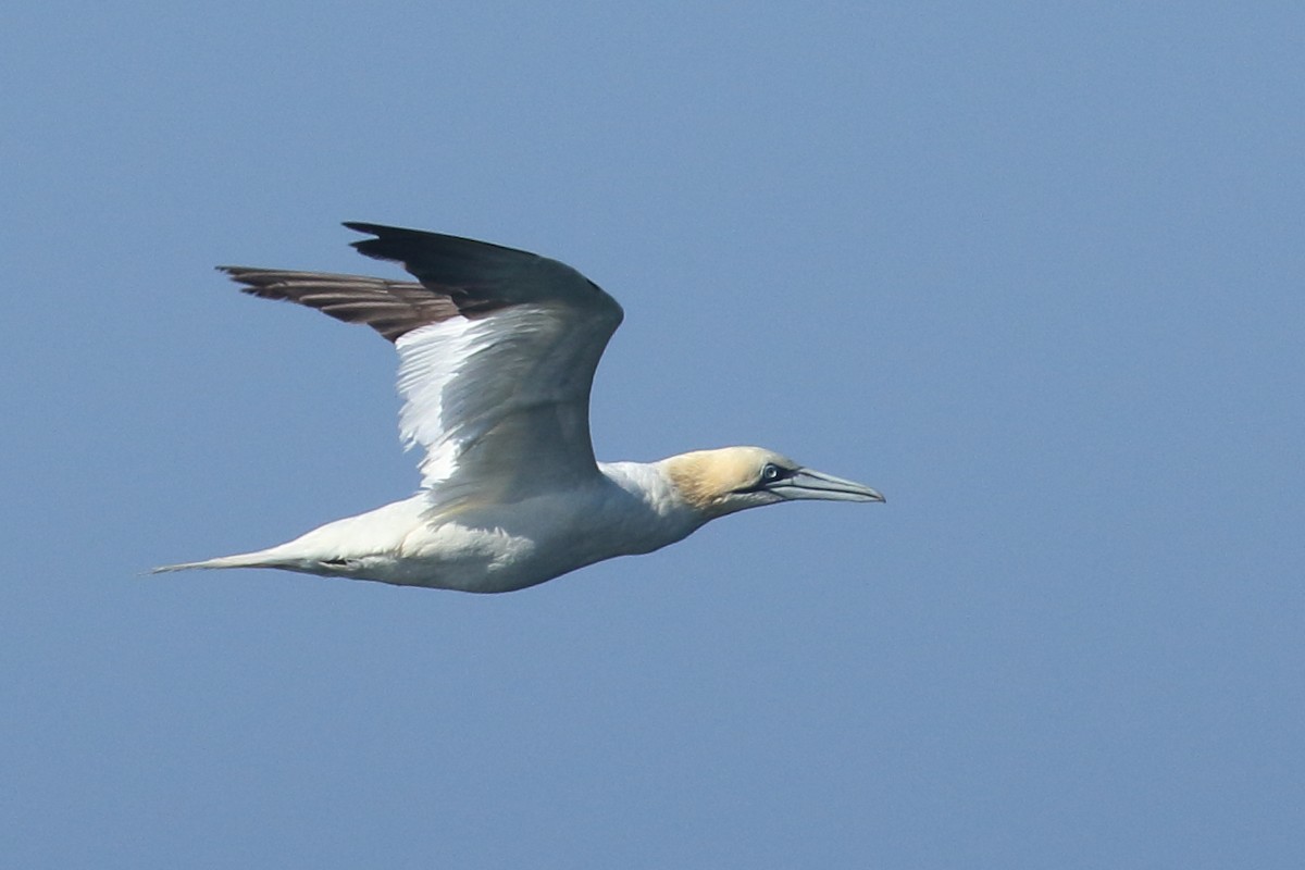 Northern Gannet - ML642855315