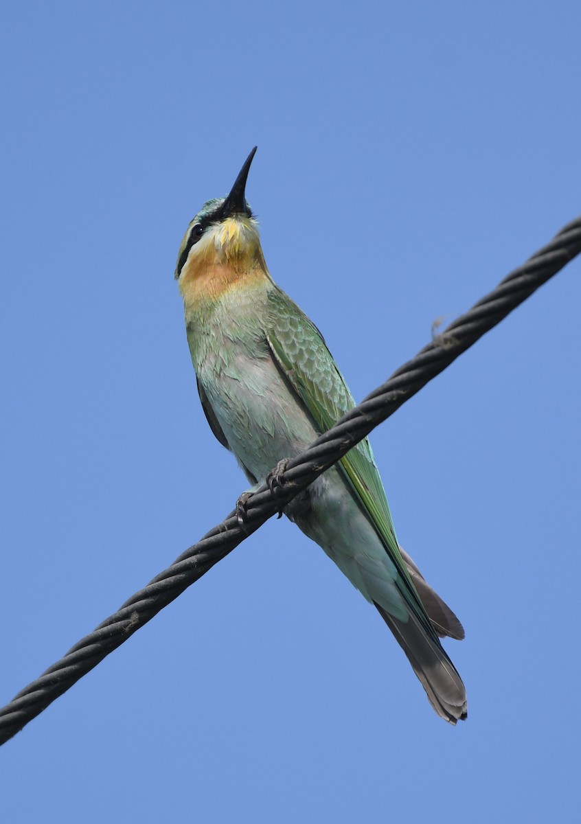 Blue-cheeked Bee-eater - ML642855319