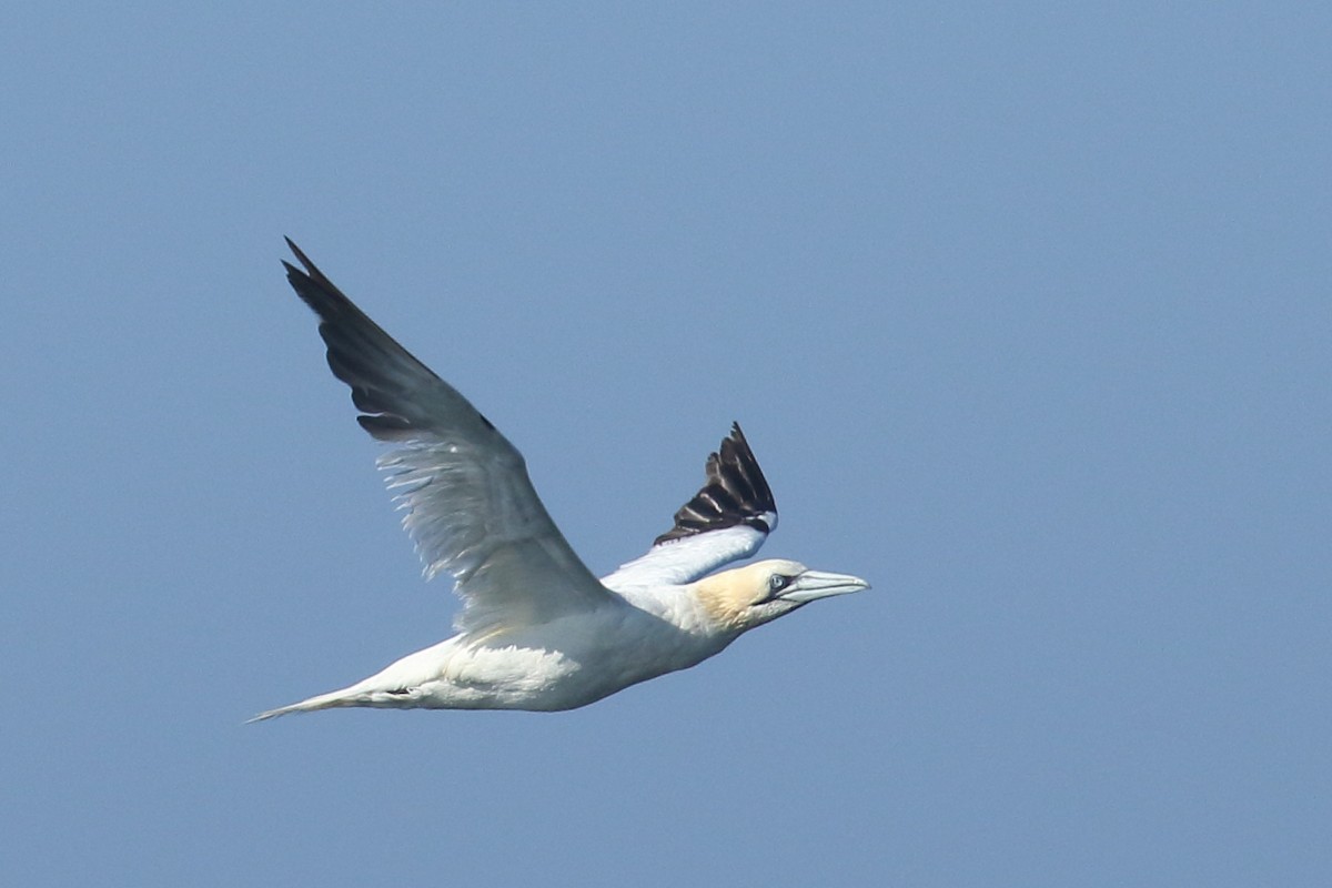 Northern Gannet - ML642855320