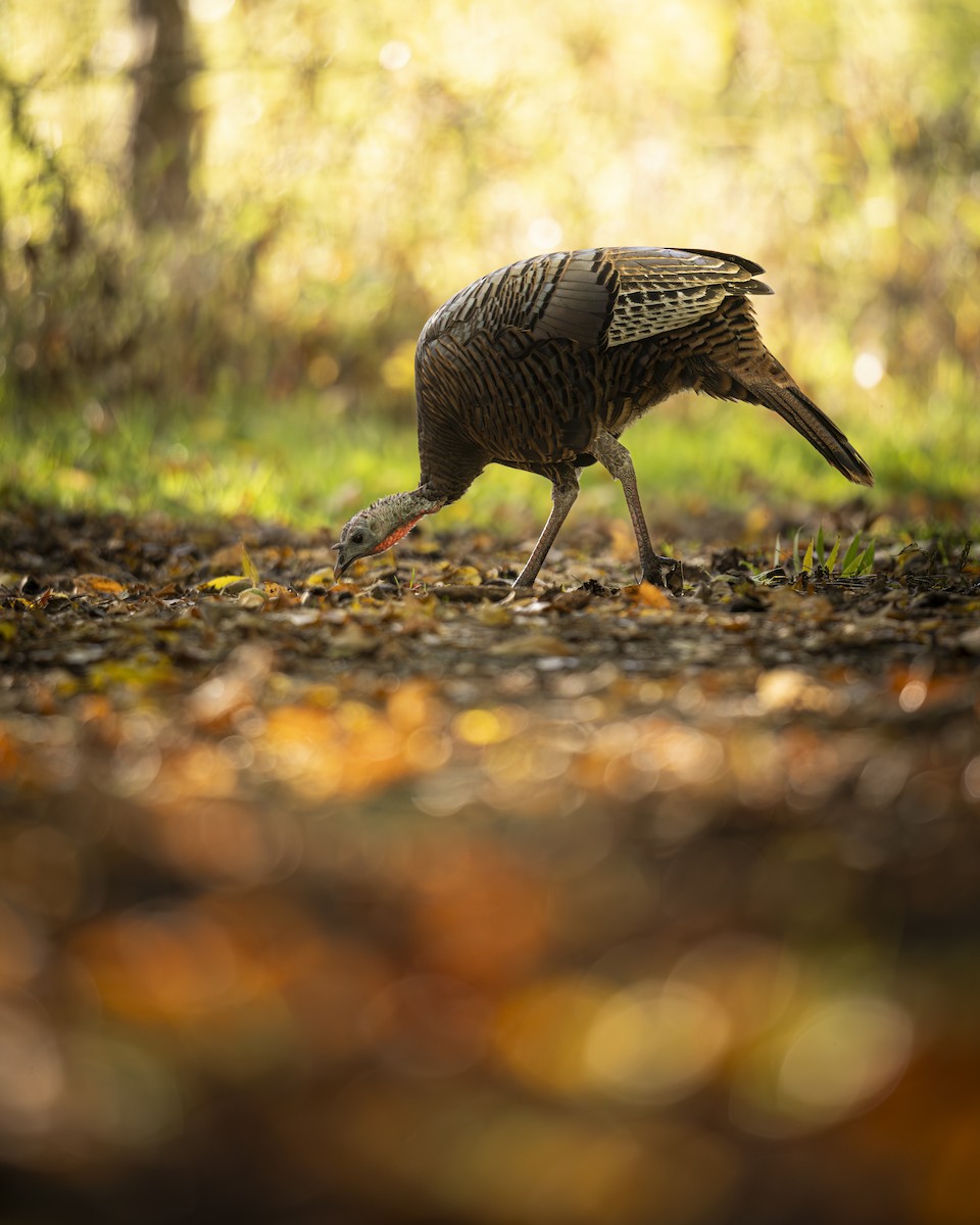 Wild Turkey - ML642855321