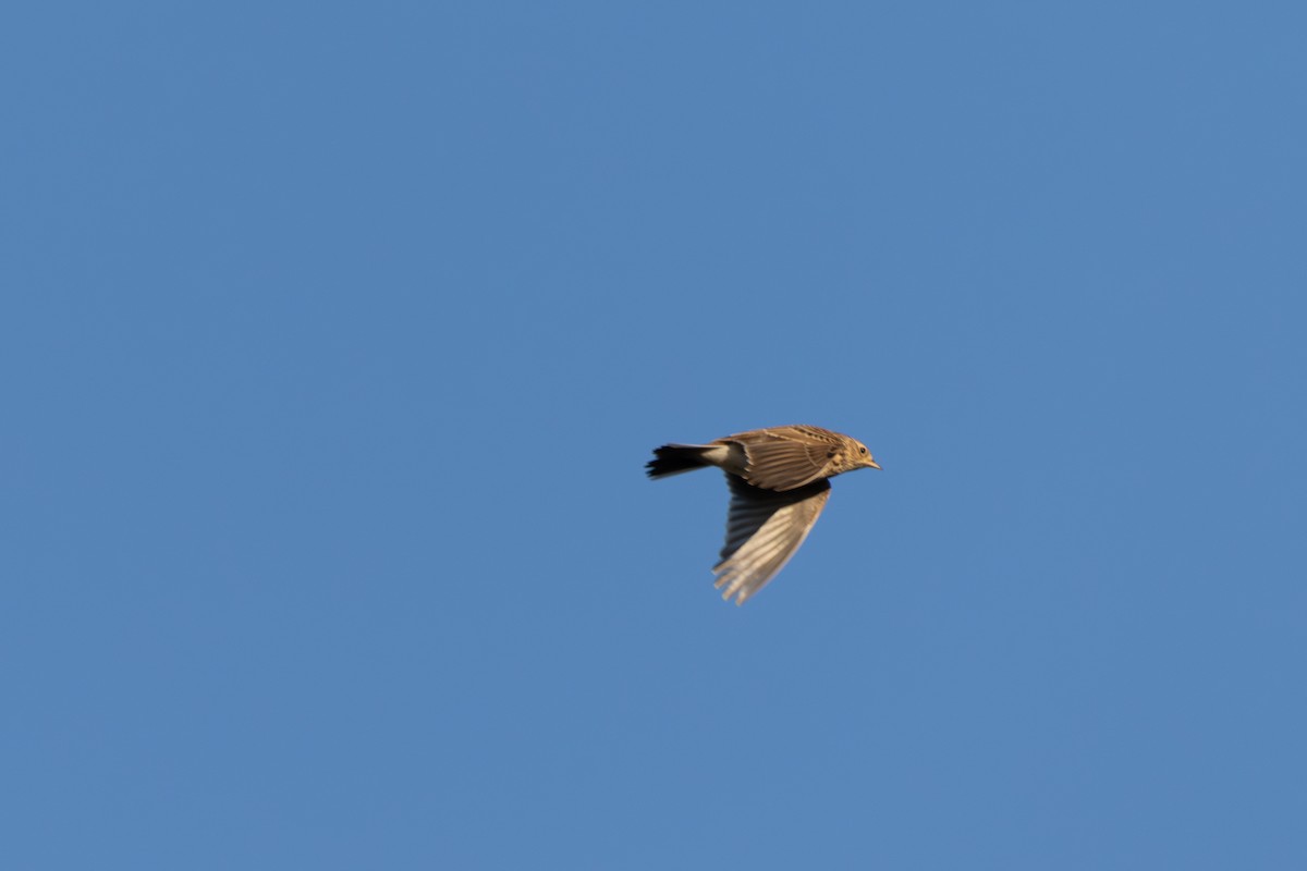 Eurasian Skylark - ML642855339