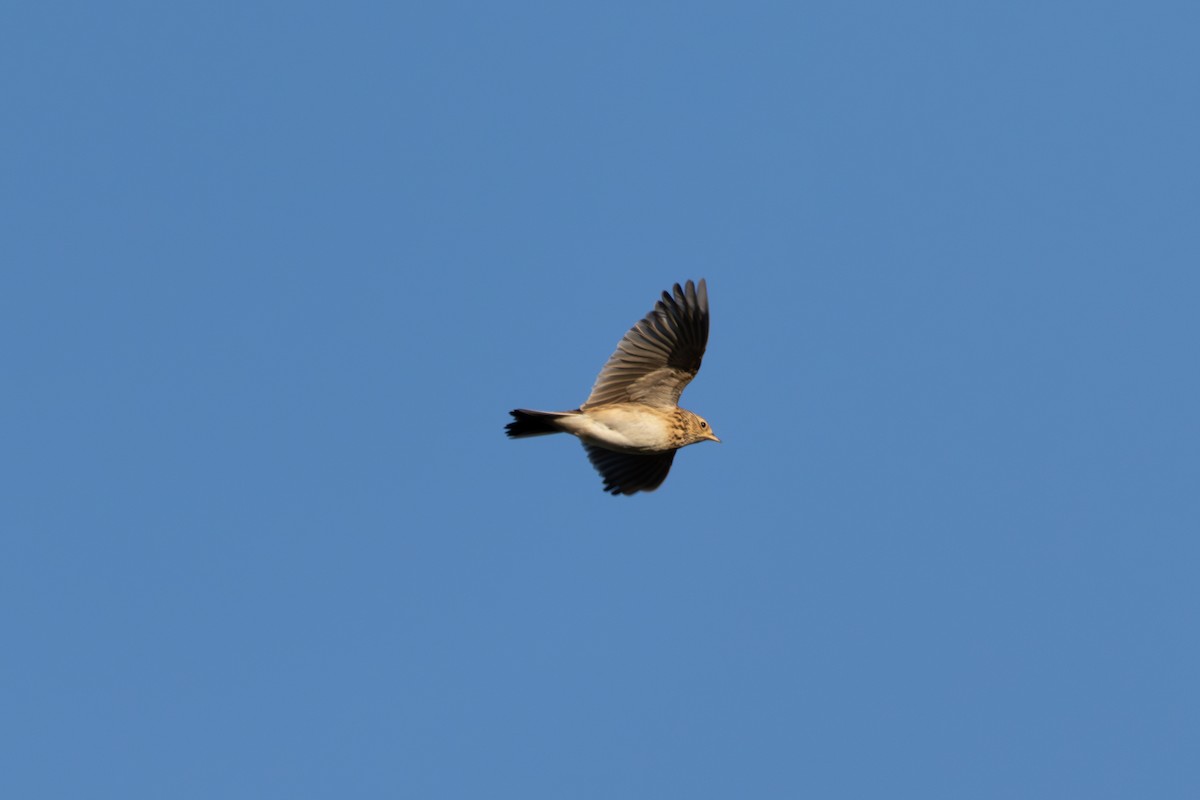 Eurasian Skylark - ML642855340
