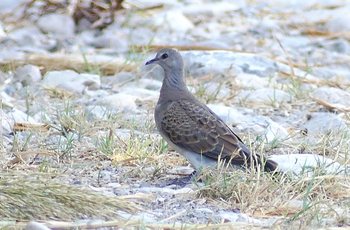 European Turtle-Dove - ML642855341