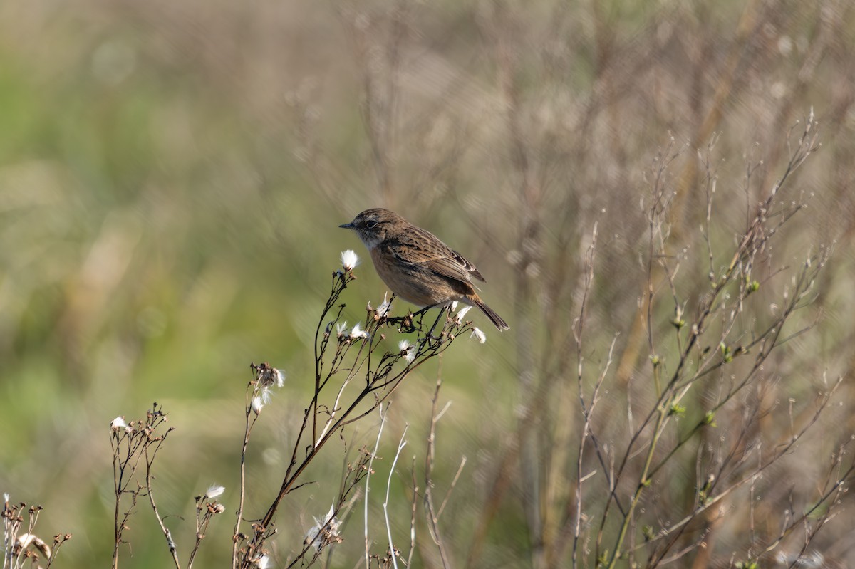 European Stonechat - ML642855345