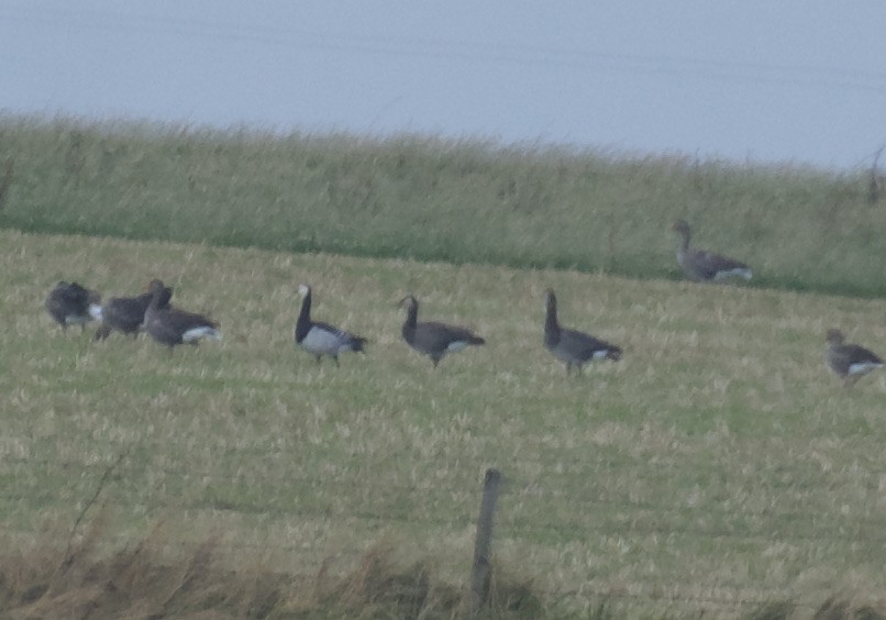 Barnacle x Canada Goose (hybrid) - ML642855348