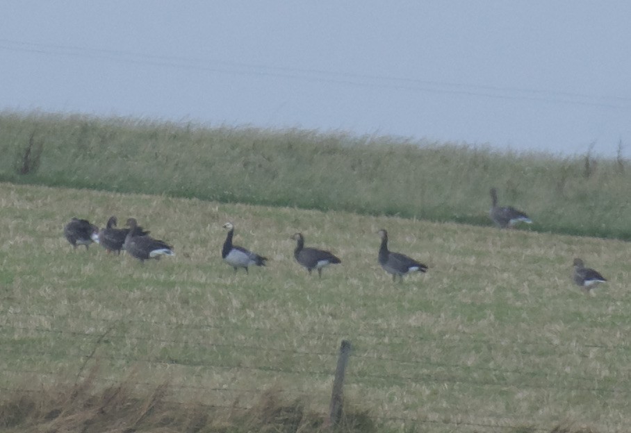 Barnacle x Canada Goose (hybrid) - ML642855349