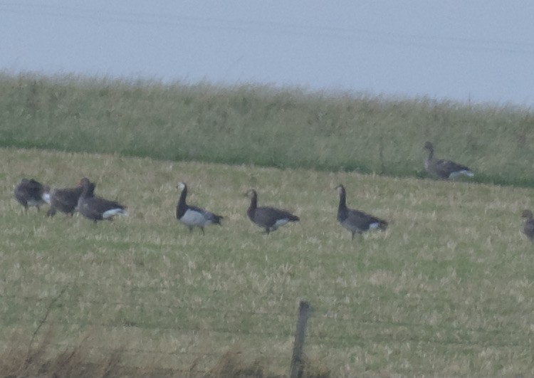 Barnacle x Canada Goose (hybrid) - ML642855350