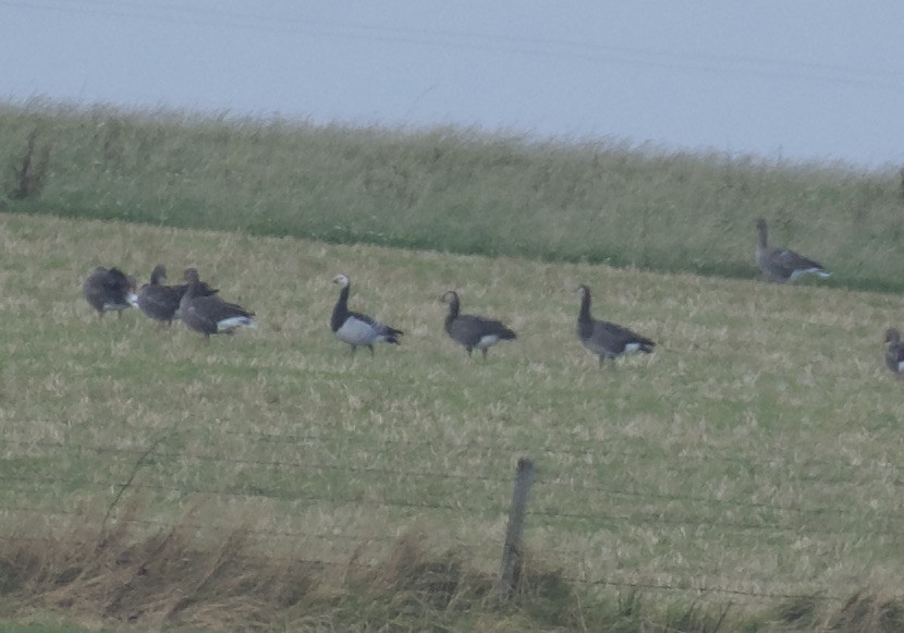 Barnacle x Canada Goose (hybrid) - ML642855351