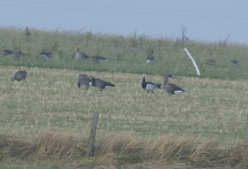 Barnacle x Canada Goose (hybrid) - ML642855352