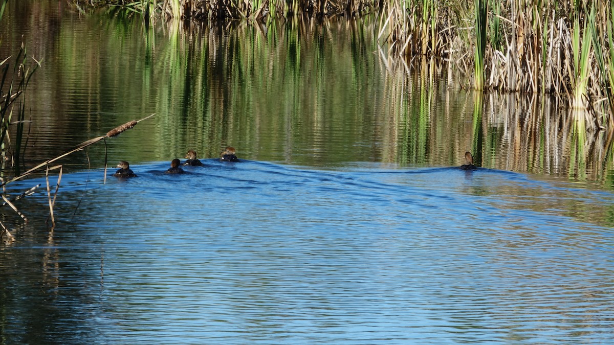 Hooded Merganser - ML642855353