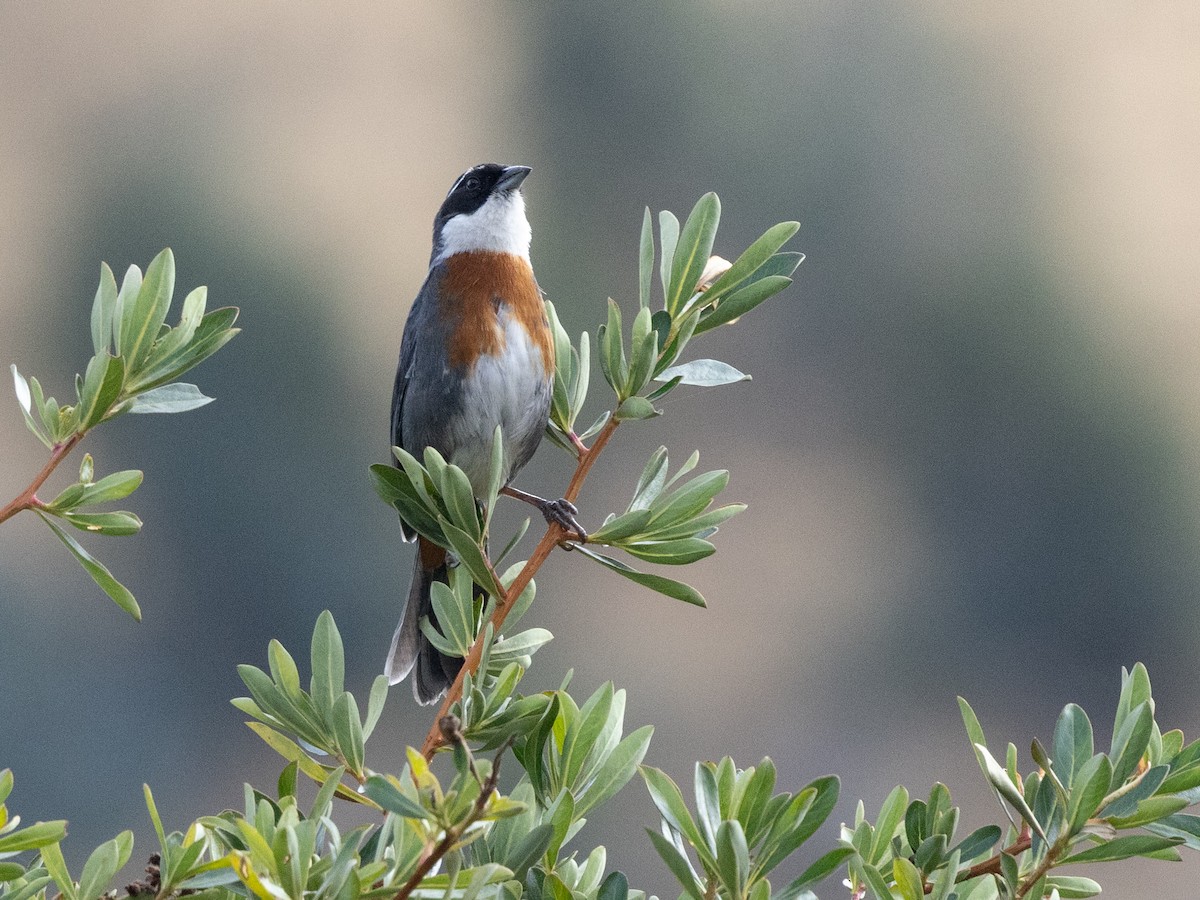 Chestnut-breasted Mountain Finch - ML642855359