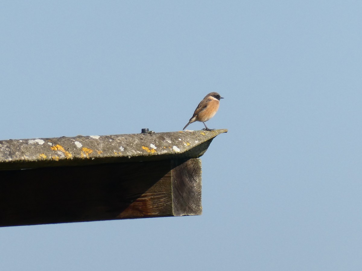 European Stonechat - ML642855360