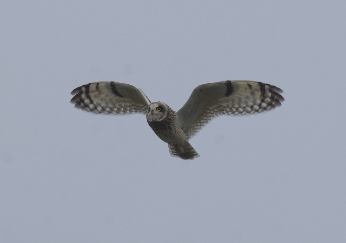 Short-eared Owl - ML642855364