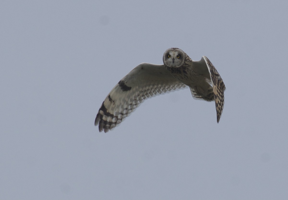 Short-eared Owl - ML642855365