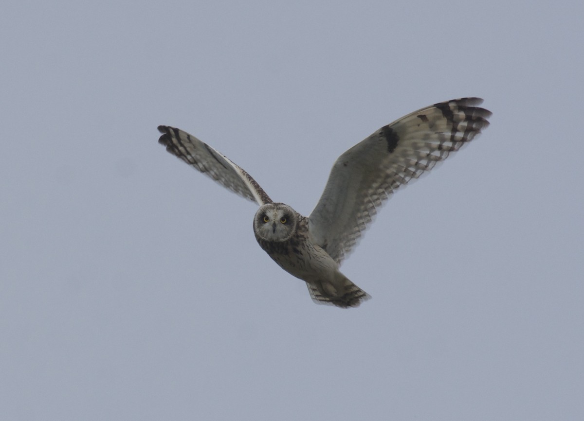 Short-eared Owl - ML642855367