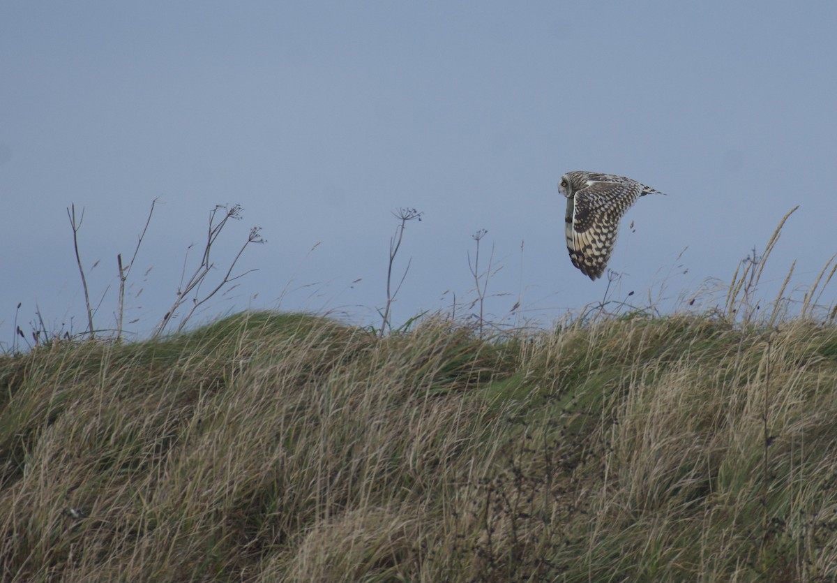 Short-eared Owl - ML642855368