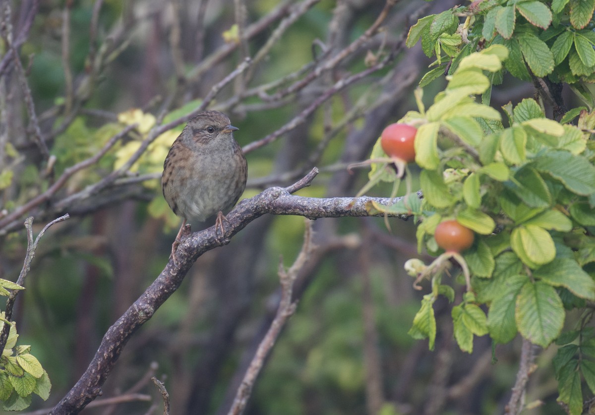 Dunnock - ML642855382
