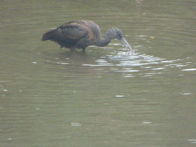Glossy Ibis - ML642855401