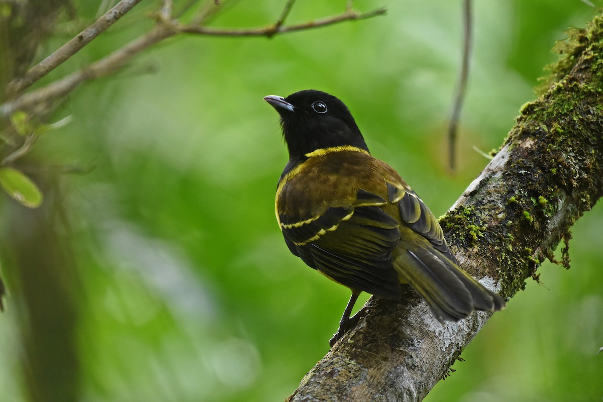 Hooded Berryeater - ML642855406